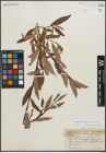 Foto von Salix planifolia Pursh